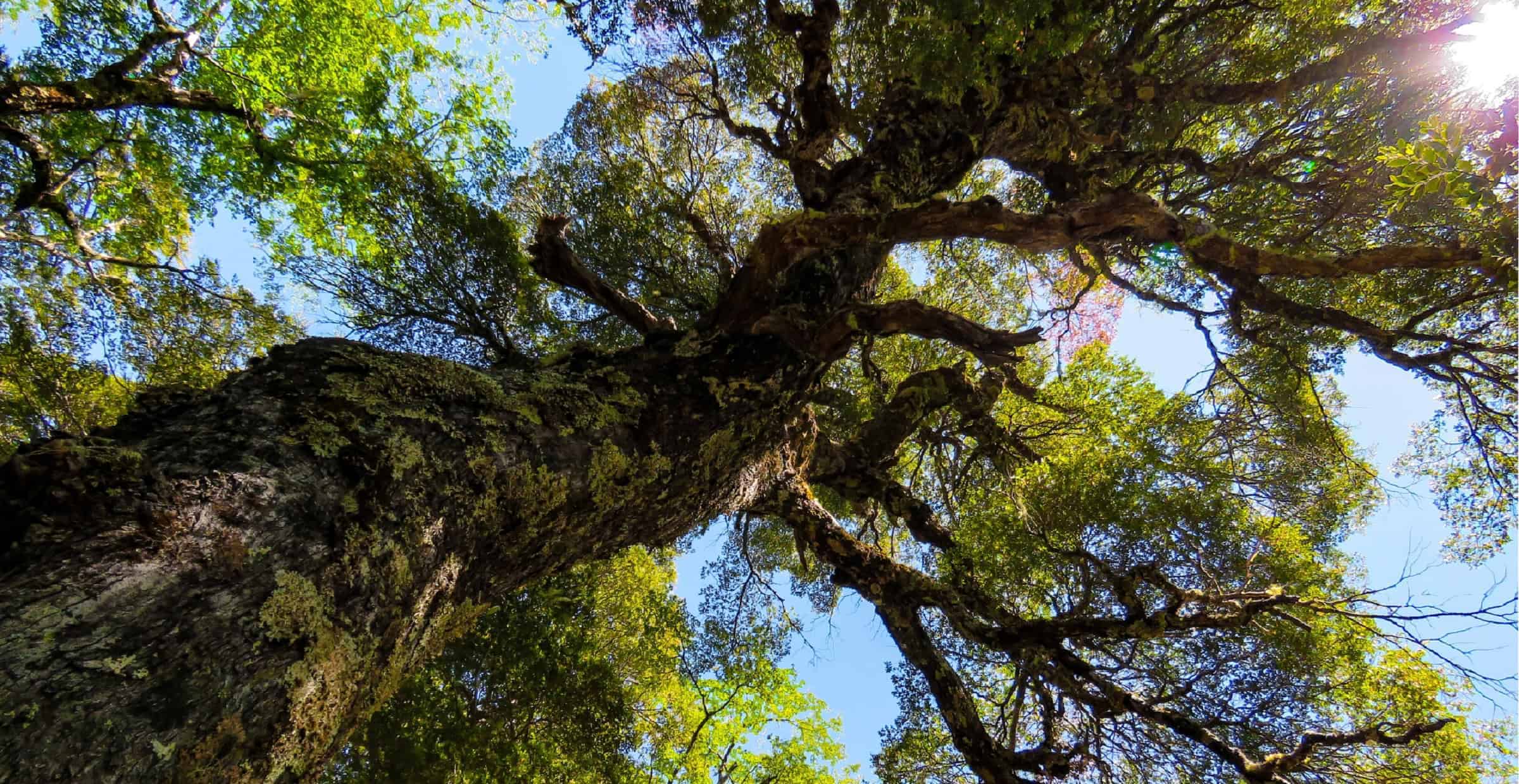 arbol tipo roble con vista desde abajo un tronco agrietado y ramas que dan a un cielo azul